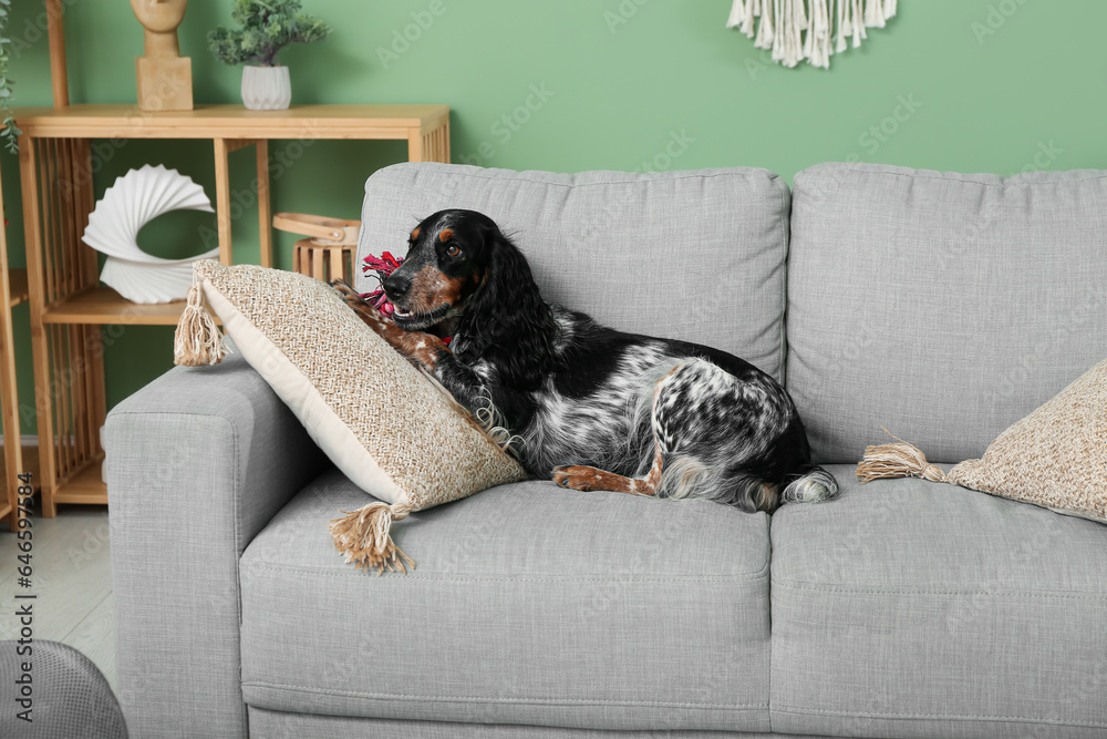 Cute cocker spaniel with toy on grey sofa in living room
