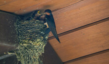 Barn Swallow Feeding Babies: An Adult Barn Swallow Bird Feeding Hungry Baby Barn Swallows In A Mud Bird Next In The Eve Of A Picnic Shelter