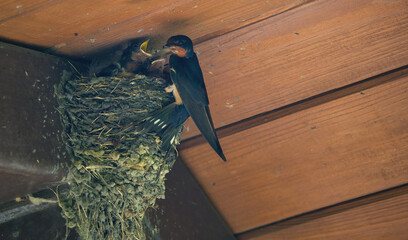 Barn Swallow Feeding Babies: An adult barn swallow bird feeding hungry baby barn swallows in a mud bird next in the eve of a picnic shelter