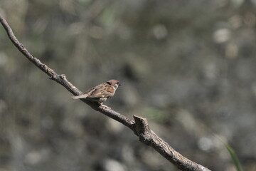 Poster - eurasian tree sparrow on a banch