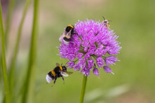 Two Bumblebees And A Bee On An Allium Flower In The Garden