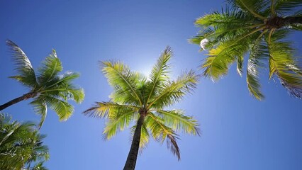 Wall Mural - Gentle movement of palm fronds providing shade below in breeze above with sun shining through