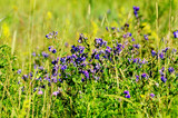 Fototapeta Lawenda - Wild flowers in the meadow on a sunny summer day. Natural background.