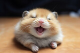 Fototapeta  - Funny small hamster with stuffed cheeks smiling looking at the camera