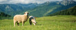 Mountain sheep grazing on pasture in summer on mountain background