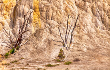 Dead Trees At Mammoth Hot Springs