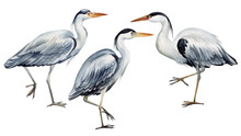 Heron Bird On Isolated White Background, Watercolor Hand Drawn Painting Illustration. Set Of Birds