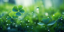 Four Leaf Clover With Dewdrops On Its Leaves. Green Blurred Background With Dew