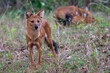 Wild Dogs Hunting - Karnataka, India