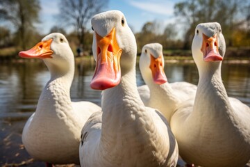 Canvas Print - Ducks close-up on the pond.