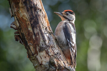 Wall Mural - A portrait of a juvenile great spotted woodpecker as it is perched on the trunk of a silver birch tree