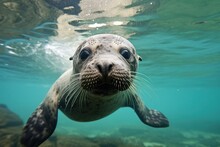 Fur Seal Swimming In The Ocean.