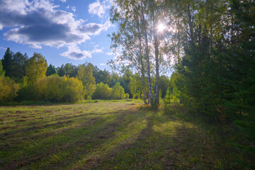 Wall Mural - Autumn landscape green meadow and forest in the background against the backdrop of a beautiful blue sky and white clouds.