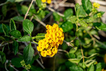 Closeup View Of Yellow Lantana Flower