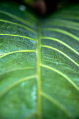 Wall Mural - Close-up view of the green leaf of Anthurium plowmanii (Gelombang cinta)