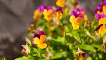 Closeup Of Vibrant Pansy Blossoms In A Variety Of Colors.Pansy Flowers In A Flower Bed Robust And Blooming. Garden Pansy With Purple And White Petals. Hybrid Pansy. Colorful Pansy Flowers