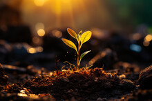 A Small Plant Sprouting From The Ground. Small Plant Growing In The Soil At Sunset.