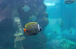 Redtail butterflyfish swimming in deep ocean, selective focus