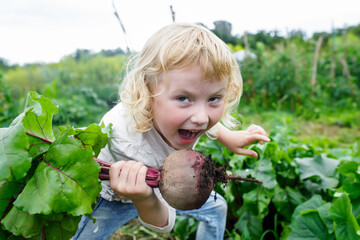 Autumn harvest delight: Smiling girl with a handful of freshly pulled beets