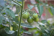 Zielone pomidory na krzaku - mała kiść