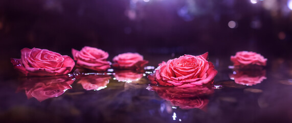 roses floating on the water mysterious romantic background