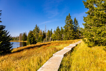 Wall Mural - Spätsommerwanderung durch den Nationalpark Harz rund um den Oderteich b. Torfhaus - Niedersachsen - Deutschland