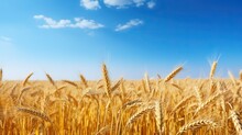 Beautiful Field Of Ripe Wheat Of Golden Color Against Blurred Background Of Blue Sky