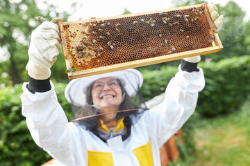 Wall Mural - Happy senior female apiarist examining beehive with honey bees