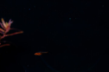 a juvenile ember tetra alone in a wide black space of the aquarium