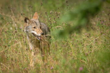 Coyote in tall grass.