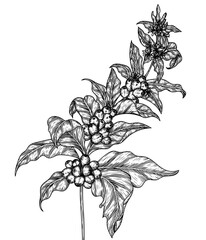 Vector illustration of a coffee tree branch in engraving style