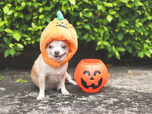 Short Hair  Chihuahua Dog Wearing Halloween Pumpkin Hat Sitting On Cement Floor And  Green Leaves Background With  Plastic Halloween Pumpkin Basket.