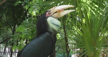 Close-up Of A Wreathed Hornbill Eating Sweet Potato That Were Given To It By A Tourist.