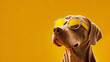 Dog with sunglasses on yellow background