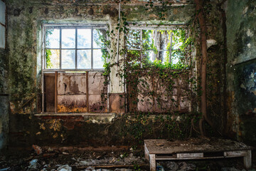 interior of old abandoned building in mold and overgrown with green plants.