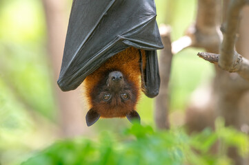 Canvas Print - A bat is hanging upside down on a branch  (Lyle's flying fox)