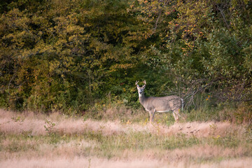 Wall Mural - whitetail buck in early fall, standing in a field 