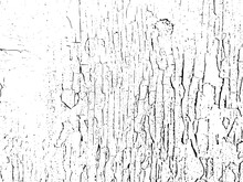 The Grunge Background Is A Black And White Texture Of Old Paint That Is Peeling Off A Wooden Board. Natural Texture For Overlay. Vector Illustration
