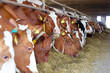 Dairy farm - feeding cows in cowshed, close up of simmental and holstein cattle