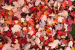 © Austockphoto - Texture of bright autumn leaves in red and orange and pink