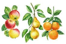 Fruits Set On Isolated White Background, Watercolor Botanical Painting. Orange, Apple And Pear Branch