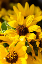 Sunlight On Yellow Petal Of Helianthus Sunflower