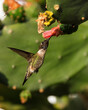 Hummingbird flying up to a cactus flower