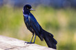 Boat Tailed Grackle Iridescent Feathers