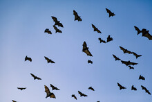 Airborne Flying Foxes Filling A Bright Blue Sky