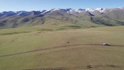 Wall Mural - A white SUV is driving through mountain green fields. In the distance there are high peaks with snowy peaks. Dirty road. Blue sky. A dog runs and shepherd rides. Mountainous terrain, sometimes forest