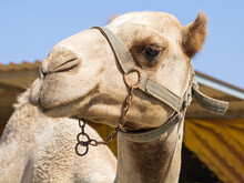 Close-up Of Camel Wearing Halter
