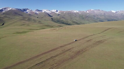 Wall Mural - A white SUV is driving through mountain green fields. In the distance there are high peaks with snowy peaks. Dirty road. Blue sky. A dog runs and shepherd rides. Mountainous terrain, sometimes forest