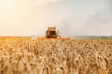 Agriculture field with heavy machinery ready to hrvest during harvesting season in the end of summer