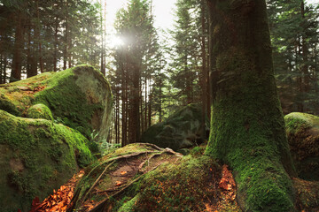 Wall Mural - woods dramatic sun rise time of autumn season tree bark moss surface and roots on stones objects